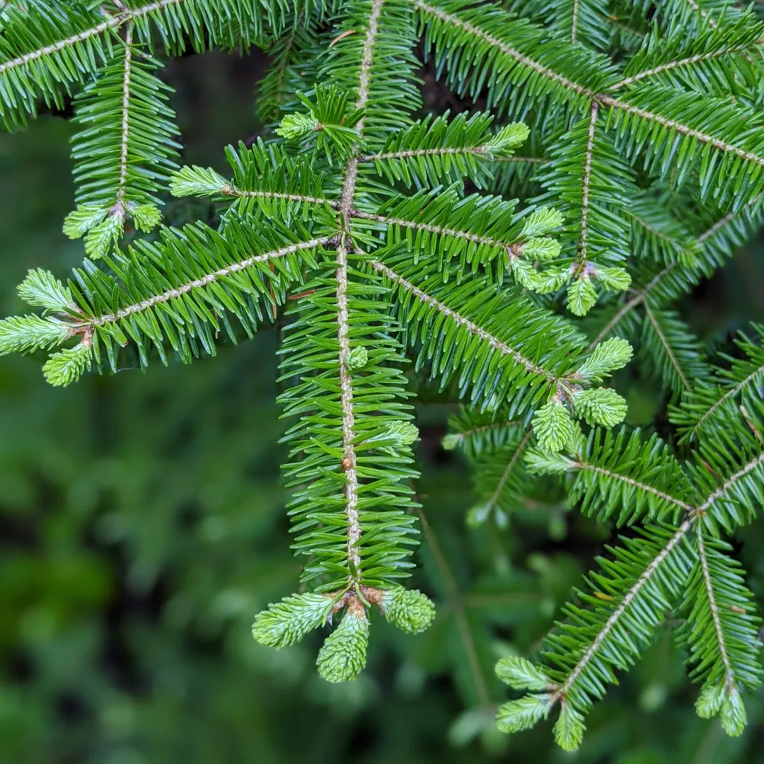 Balsam Fir Salt